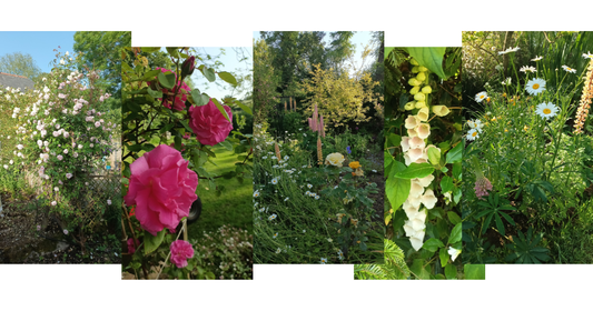 Spring Garden Notes #6 — When Everything Comes Together