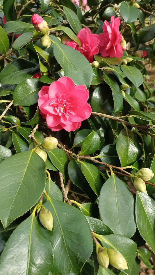 Camellia blooms in a spring garden, photographed by Erika Langer for Lerika Grove