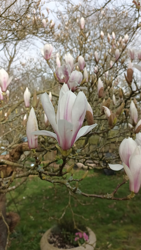 Spring Garden Notes #1 — The First Blooms