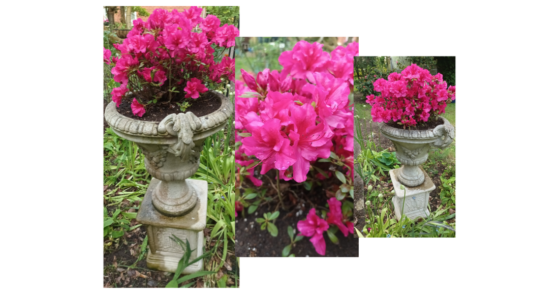 Spring Garden Notes #5 — After the Rain