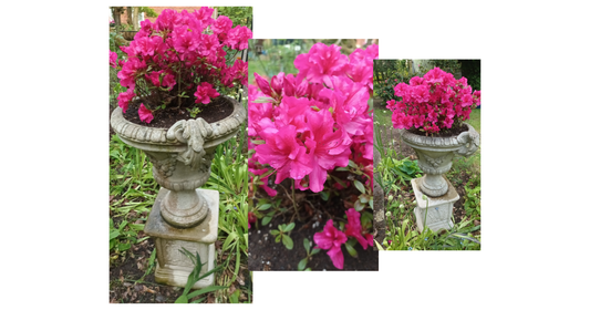 Spring Garden Notes #5 — After the Rain