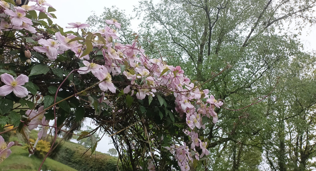 Spring Garden Notes #4 — The Garden Spills Over