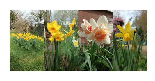 Golden daffodils in full spring bloom, photographed for Lerika Grove
